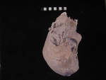 L_V19d5014 J3.8 Q824 dM pa skull top view